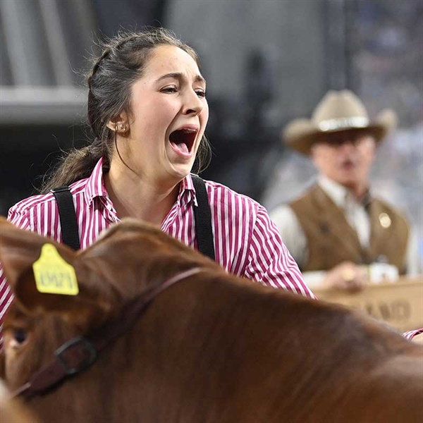 2022 Junior Market Steer Champion Selection