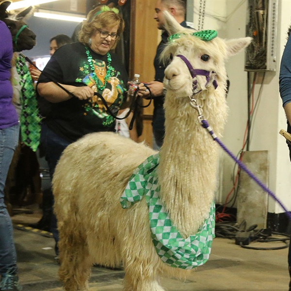 Llama and Alpaca Parade Houston Livestock Show and Rodeo