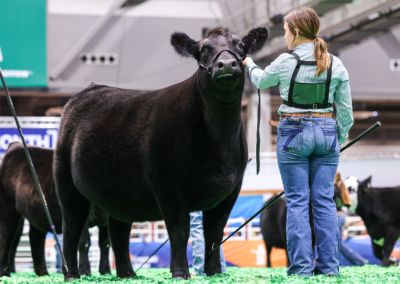 Rodeo concludes its Junior Heifer Breeding Beef Show